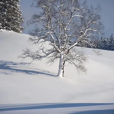 Allgaeu Holzhaus I Bergpanorama & Pur Im Herzen Des Allgaeus! Сasa de vacaciones *